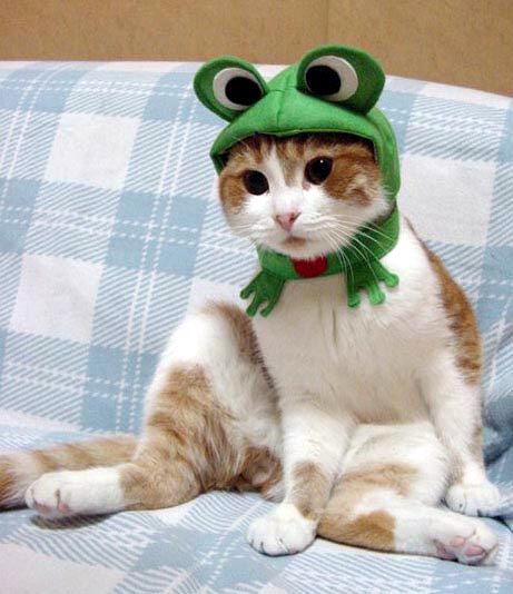 frogcat.jpg